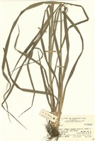 藏品(薹屬)的圖片